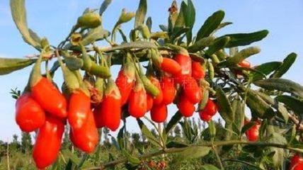 中寧枸杞商城 推動枸杞產(chǎn)業(yè)從初級農(nóng)產(chǎn)品向現(xiàn)代化轉(zhuǎn)型