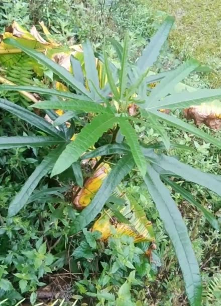 有仁堂梅州大埔特產(chǎn) 五指毛桃七指毛桃的獨特價值